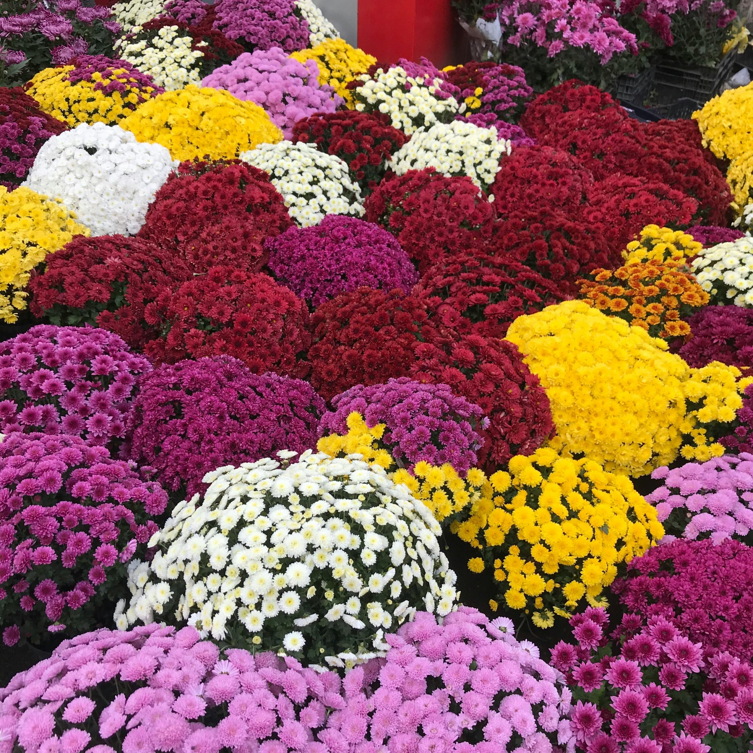A colorful display of blooming chrysanthemums showcasing vibrant hues at a local market in Chișinău.