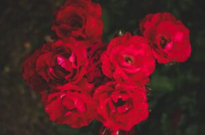 A cluster of vibrant red roses with dew drops highlighting their beauty in a garden setting.