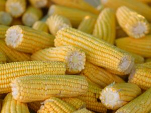 A close-up of fresh, yellow corn on the cob, perfect for summer barbecue themes.