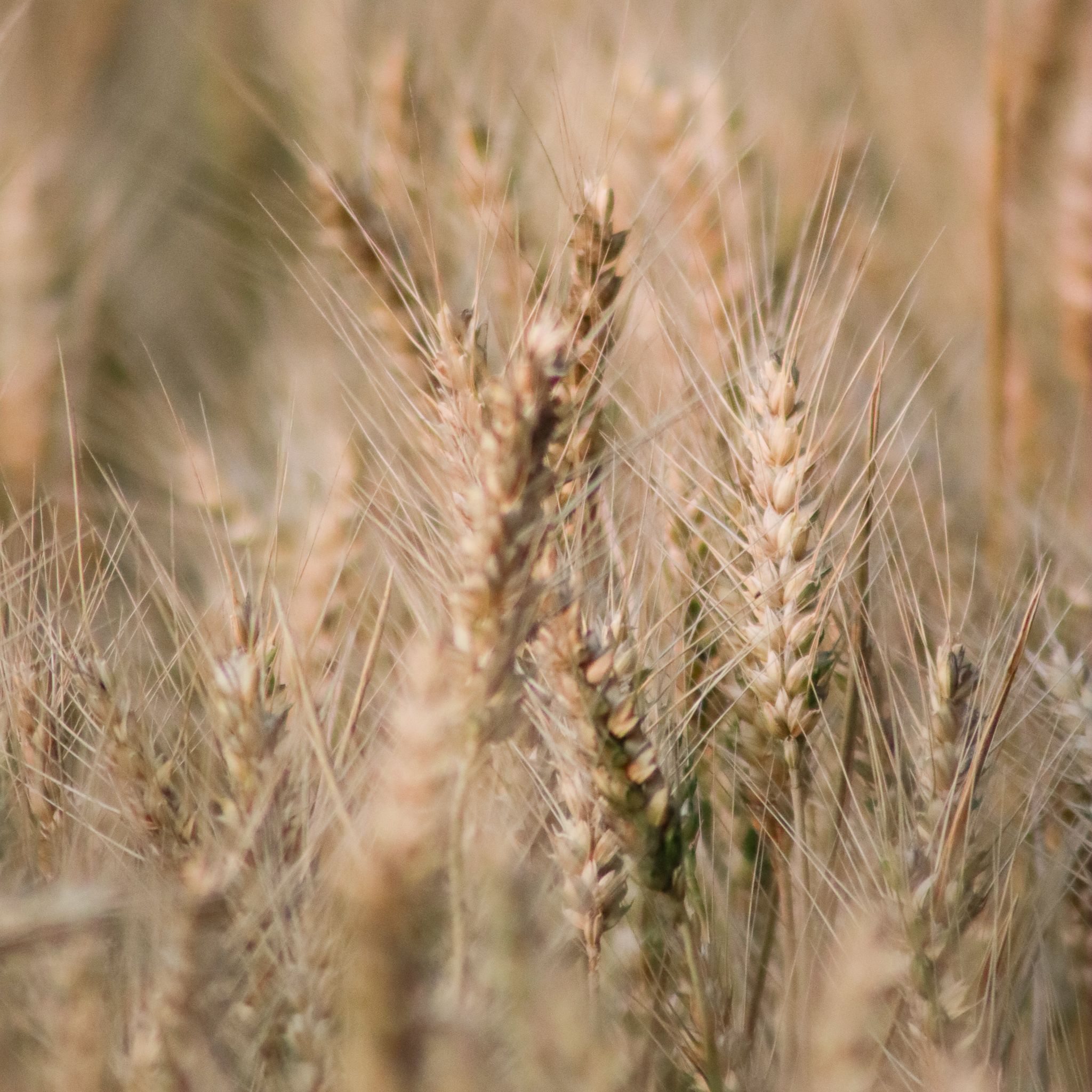 Detailed view of wheat stalks swaying in sunlight, perfect for agriculture themes.